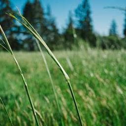 strainswapper profile image