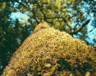 strainswapper profile image